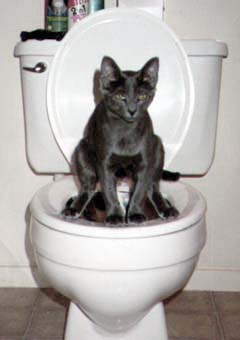 catontoilet.jpg